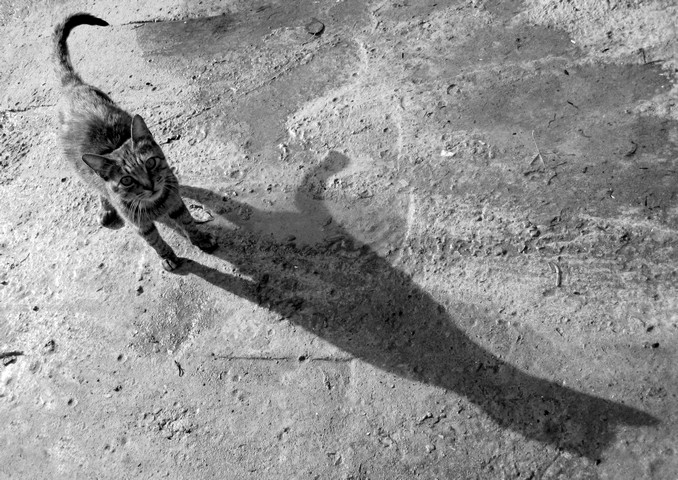 ��������:Cat & shadow