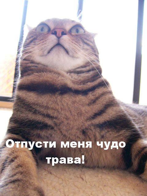 ��������:
