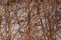 Файл=img_6482.jpg
Объём=143КБ
Размеры=700x465
Дата=Фев 28, 2007 img_6482.jpg