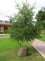 Файл=vystavka_176.jpg
Объём=72КБ
Размеры=450x600
Дата=Июль 30, 2007 vystavka_176.jpg
