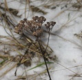 Файл=foto02.jpg
Объём=191КБ
Размеры=1000x974
Дата=Дек 27, 2006 foto02.jpg