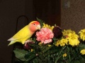Файл=dscf0636.jpg
Объём=53КБ
Размеры=1280x960
Дата=Окт 13, 2006 dscf0636.jpg