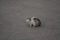 Файл=img_1773.jpg
Объём=198КБ
Размеры=768x512
Дата=Май 07, 2007 img_1773.jpg