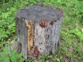 Файл=2pen_s_zhukami.jpg
Объём=585КБ
Размеры=1134x850
Дата=Авг 20, 2007 2pen_s_zhukami.jpg