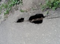 Файл=SAM_2558.JPG
Объём=126КБ
Размеры=667x500
Дата=Май 27, 2013 SAM_2558.JPG